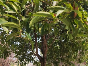 茂盛桃树枝叶与果实