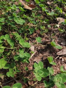 地面上的三叶草及枯叶
