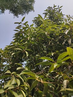 繁茂绿树枝叶葱茏