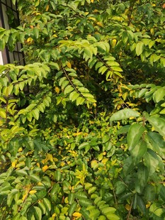 茂密翠绿的树叶景观