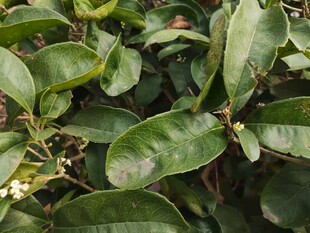 绿叶白花植物特写