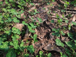 地面上的绿色植物与枯叶