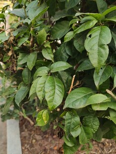 绿叶繁茂的植物景观