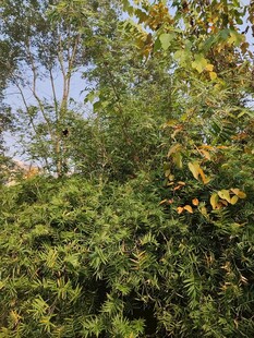 茂密树林中的繁茂绿植