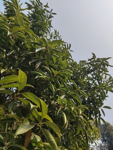 繁茂绿叶展现自然生机