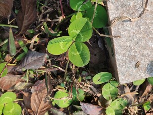 墙角生长的嫩绿三叶草