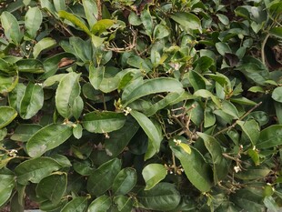 翠绿繁茂的植物叶片