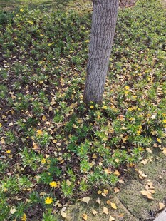 树下繁花与落叶的景致