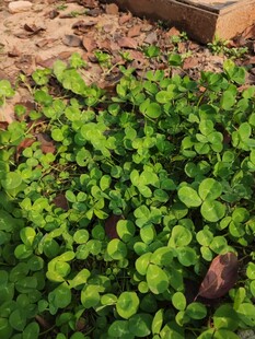 翠绿繁茂的地面绿植景观