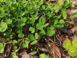 嫩绿三叶草生长于地面