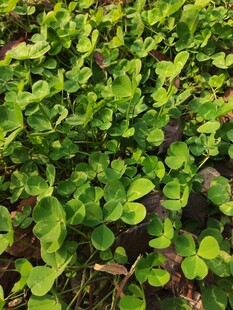 翠绿三叶草铺满地面