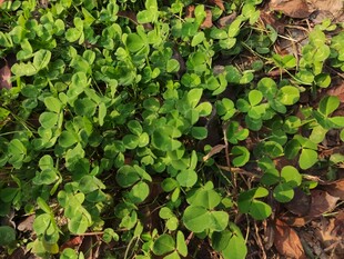 翠绿繁茂的地面绿植
