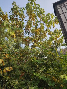 绿叶繁茂的户外植物景观