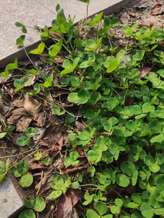 路边生长的嫩绿植物