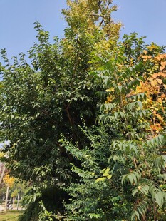 秋日繁茂绿植景观