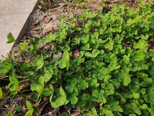 嫩绿植物生机盎然