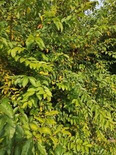 繁茂绿植展现自然生机