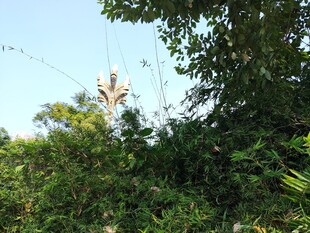 林中电线与繁茂绿植景象