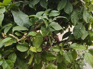 绿叶丛中的紫色果实