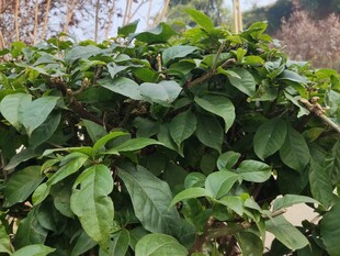 绿叶繁茂的植物景观