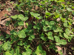 绿叶繁茂的植物景观
