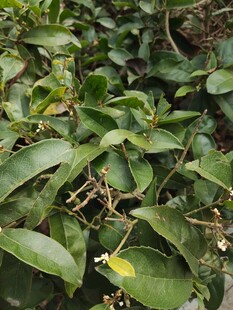 绿叶繁茂的植物景象