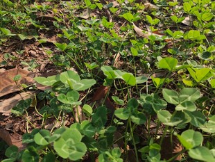 绿意盎然的瓜类植物田地