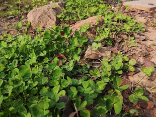 地面上的翠绿植物