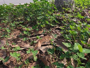 地面绿植与枯叶景象