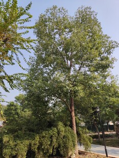 高大挺拔的绿树景观