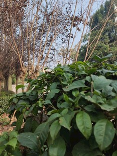 绿叶繁茂的户外植物景观