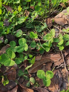 地面生长的嫩绿植物
