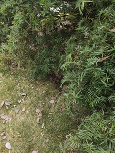 茂密绿植覆盖的自然角落