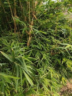 翠绿竹林间的繁茂植物