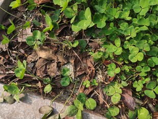 地面上的翠绿三叶草植被