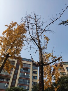 秋日楼前金黄树木景致