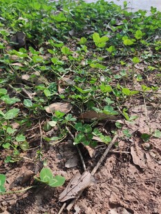 农田中的绿色植物景象