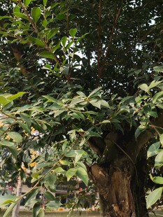 繁茂绿树展现自然生机