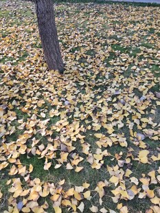 银杏落叶铺满地的美景