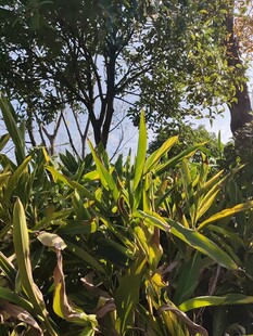 阳光下的绿植与树木