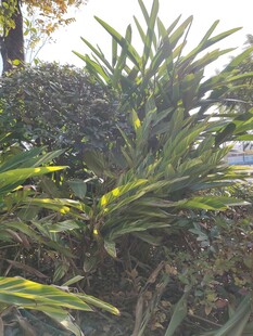 翠绿龙舌兰植物景观