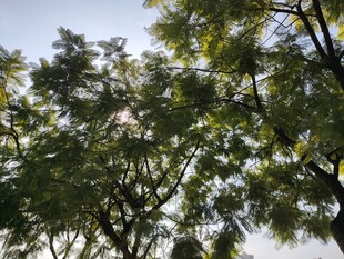 阳光下的繁茂绿树