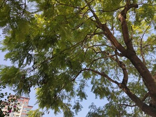 枝叶繁茂的大树