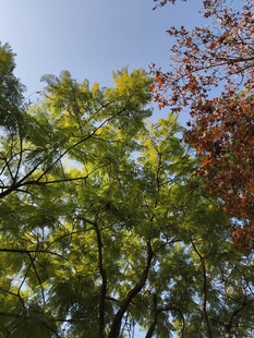 秋日多彩树木景致