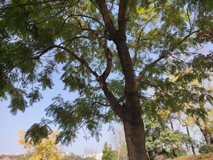 阳光下的繁茂大树