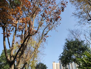 秋日树梢与蓝天景致