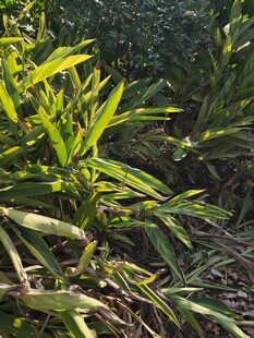 翠绿繁茂的户外植物景观