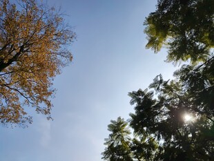 秋日树梢间的明媚阳光