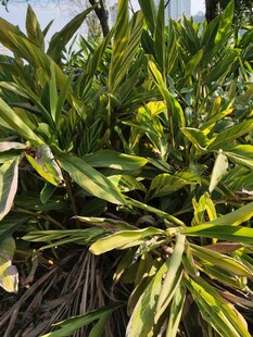 翠绿繁茂的植物叶片