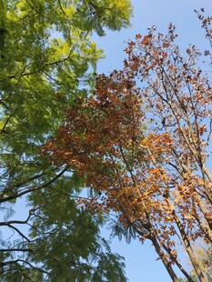 秋日树梢黄绿交织之景